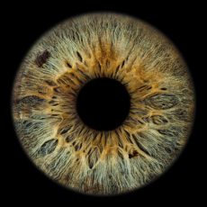 Iris 1 Iris 1